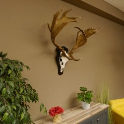 Damhirsch abnormes Geweih Höhe 80 cm auf Trophäenschild Dam Hirsch Hirschgeweih 72.490
