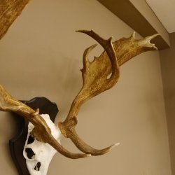 Damhirsch abnormes Geweih Höhe 80 cm auf Trophäenschild Dam Hirsch Hirschgeweih 72.490