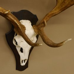 Damhirsch abnormes Geweih Höhe 80 cm auf Trophäenschild Dam Hirsch Hirschgeweih 72.490