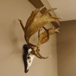 Damhirsch abnormes Geweih Höhe 80 cm auf Trophäenschild Dam Hirsch Hirschgeweih 72.490