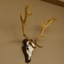 Damhirsch Geweih Höhe 75 cm auf Trophäenschild Dam Hirsch Hirschgeweih 72.498