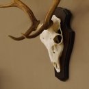 Damhirsch Geweih Höhe 75 cm auf Trophäenschild Dam Hirsch Hirschgeweih 72.498
