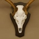 Damhirsch Geweih Höhe 75 cm auf Trophäenschild Dam Hirsch Hirschgeweih 72.498