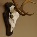 Damhirsch Geweih Höhe 75 cm auf Trophäenschild Dam Hirsch Hirschgeweih 72.498