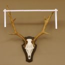 Damhirsch Geweih Höhe 75 cm auf Trophäenschild Dam Hirsch Hirschgeweih 72.498