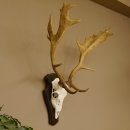 Damhirsch Geweih Höhe 75 cm auf Trophäenschild Dam Hirsch Hirschgeweih 72.498