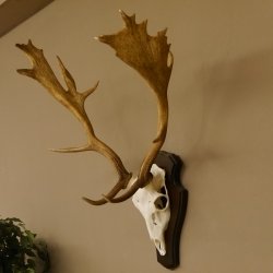 Damhirsch Geweih Höhe 75 cm auf Trophäenschild Dam Hirsch Hirschgeweih 72.498