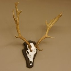 Damhirsch Geweih Höhe 75 cm auf Trophäenschild Dam Hirsch Hirschgeweih 72.498