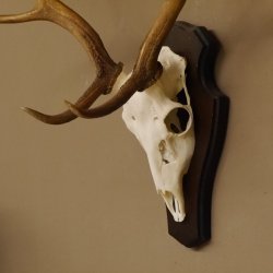 Damhirsch Geweih Höhe 75 cm auf Trophäenschild Dam Hirsch Hirschgeweih 72.498