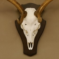 Damhirsch Geweih Höhe 75 cm auf Trophäenschild Dam Hirsch Hirschgeweih 72.498