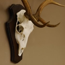 Damhirsch Geweih Höhe 75 cm auf Trophäenschild Dam Hirsch Hirschgeweih 72.498