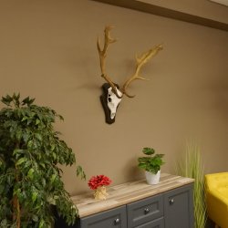 Damhirsch Geweih Höhe 75 cm auf Trophäenschild Dam Hirsch Hirschgeweih 72.498