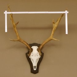 Damhirsch Geweih Höhe 75 cm auf Trophäenschild Dam Hirsch Hirschgeweih 72.498