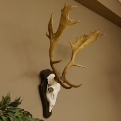 Damhirsch Geweih Höhe 75 cm auf Trophäenschild Dam Hirsch Hirschgeweih 72.498