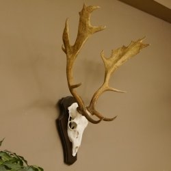 Damhirsch Geweih Höhe 75 cm auf Trophäenschild Dam Hirsch Hirschgeweih 72.498