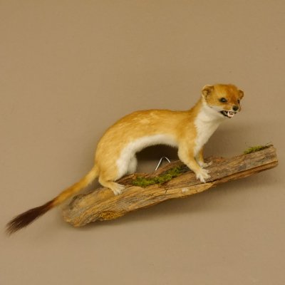 Hermelin weiss Wiesel Sommerfell Präparat Tierpräparat auf Wurzel Deko 89.1.47