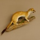 Hermelin weiss Wiesel Sommerfell Präparat Tierpräparat auf Wurzel Deko 89.1.47