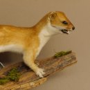 Hermelin weiss Wiesel Sommerfell Präparat Tierpräparat auf Wurzel Deko 89.1.47