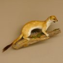 Hermelin weiss Wiesel Sommerfell Präparat Tierpräparat auf Wurzel Deko 89.1.47