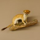 Hermelin weiss Wiesel Sommerfell Präparat Tierpräparat auf Wurzel Deko 89.1.47