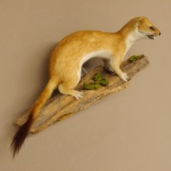 Hermelin weiss Wiesel Sommerfell Präparat Tierpräparat auf Wurzel Deko 89.1.47