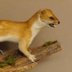 Hermelin weiss Wiesel Sommerfell Präparat Tierpräparat auf Wurzel Deko 89.1.47