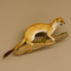 Hermelin weiss Wiesel Sommerfell Präparat Tierpräparat auf Wurzel Deko 89.1.47