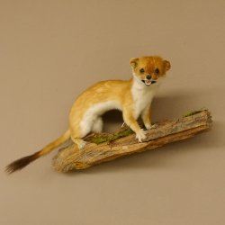 Hermelin weiss Wiesel Sommerfell Präparat Tierpräparat auf Wurzel Deko 89.1.47