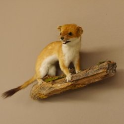 Hermelin weiss Wiesel Sommerfell Präparat Tierpräparat auf Wurzel Deko 89.1.47