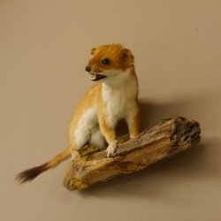 Hermelin weiss Wiesel Sommerfell Präparat Tierpräparat auf Wurzel Deko 89.1.47