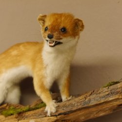 Hermelin weiss Wiesel Sommerfell Präparat Tierpräparat auf Wurzel Deko 89.1.47