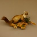Baummarder Marder auf Ast Präparat taxidermy Deko Tierpräparat 89.5.203
