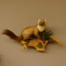 Baummarder Marder auf Ast Präparat taxidermy Deko Tierpräparat 89.5.203