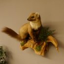 Baummarder Marder auf Ast Präparat taxidermy Deko Tierpräparat 89.5.203
