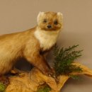Baummarder Marder auf Ast Präparat taxidermy Deko Tierpräparat 89.5.203