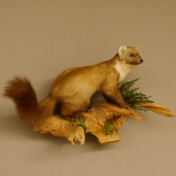 Baummarder Marder auf Ast Präparat taxidermy Deko Tierpräparat 89.5.203