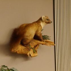 Baummarder Marder auf Ast Präparat taxidermy Deko Tierpräparat 89.5.203