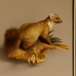 Baummarder Marder auf Ast Präparat taxidermy Deko Tierpräparat 89.5.203