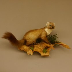 Baummarder Marder auf Ast Präparat taxidermy Deko Tierpräparat 89.5.203