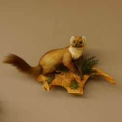 Baummarder Marder auf Ast Präparat taxidermy Deko Tierpräparat 89.5.203
