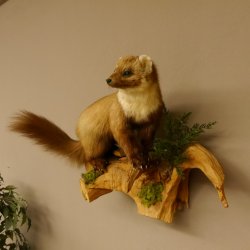 Baummarder Marder auf Ast Präparat taxidermy Deko Tierpräparat 89.5.203