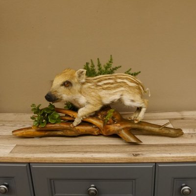 Frischling Ganzpräparat Höhe 26 cm auf Holz Wildschwein Präparat Deko 34.2.32