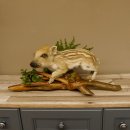 Frischling Ganzpräparat Höhe 26 cm auf Holz Wildschwein Präparat Deko 34.2.32