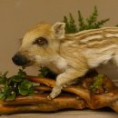 Frischling Ganzpräparat Höhe 26 cm auf Holz Wildschwein Präparat Deko 34.2.32