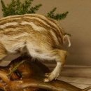 Frischling Ganzpräparat Höhe 26 cm auf Holz Wildschwein Präparat Deko 34.2.32