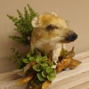 Frischling Ganzpräparat Höhe 26 cm auf Holz Wildschwein Präparat Deko 34.2.32