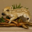 Frischling Ganzpräparat Höhe 26 cm auf Holz Wildschwein Präparat Deko 34.2.32