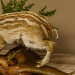 Frischling Ganzpräparat Höhe 26 cm auf Holz Wildschwein Präparat Deko 34.2.32