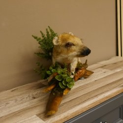 Frischling Ganzpräparat Höhe 26 cm auf Holz Wildschwein Präparat Deko 34.2.32