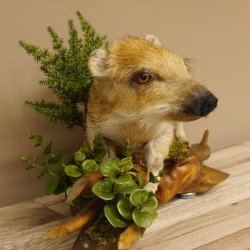 Frischling Ganzpräparat Höhe 26 cm auf Holz Wildschwein Präparat Deko 34.2.32